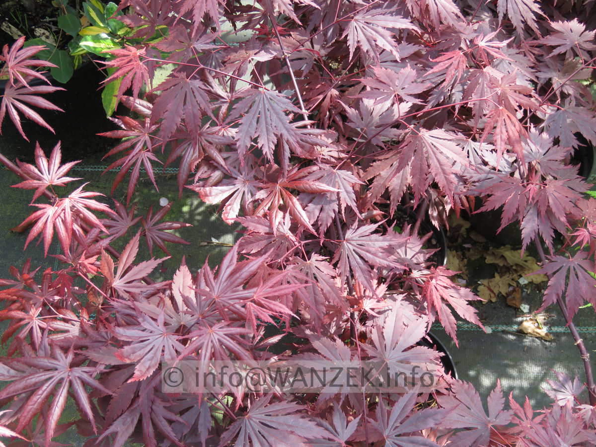 Acer shirasawanum Yasemin - Austrieb02.JPG